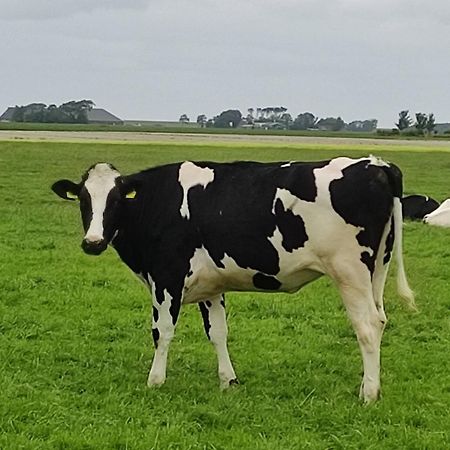 In Het Mooie Friesland Vele Bezienswaardigheden Hantum 외부 사진