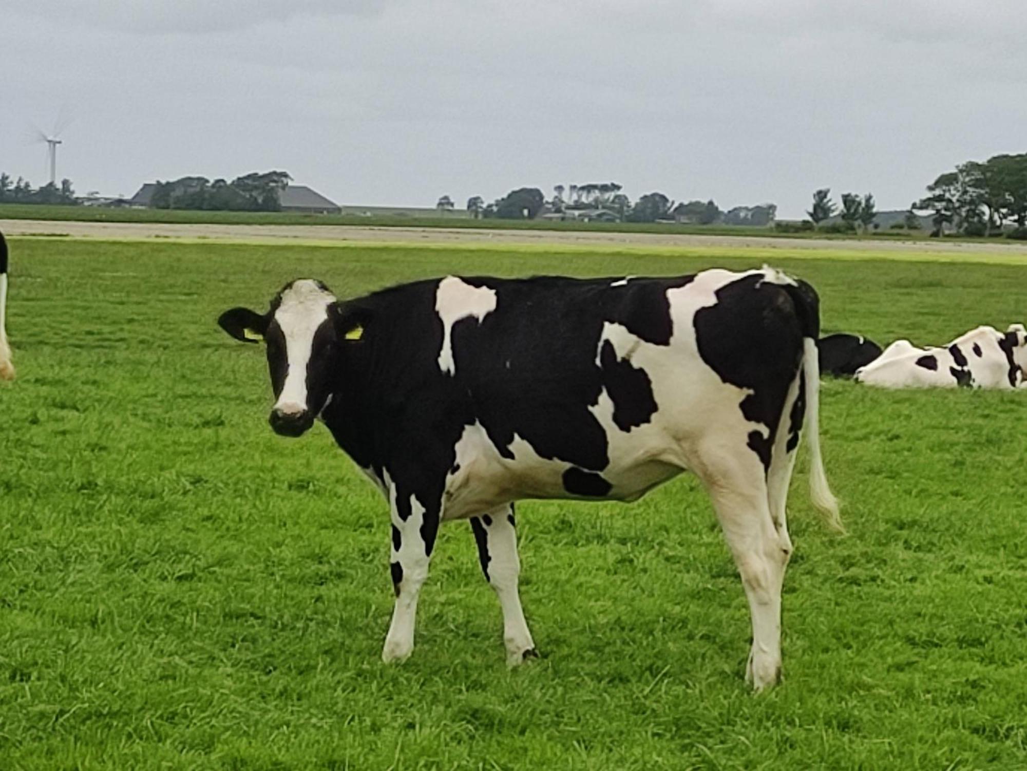 In Het Mooie Friesland Vele Bezienswaardigheden Hantum 외부 사진