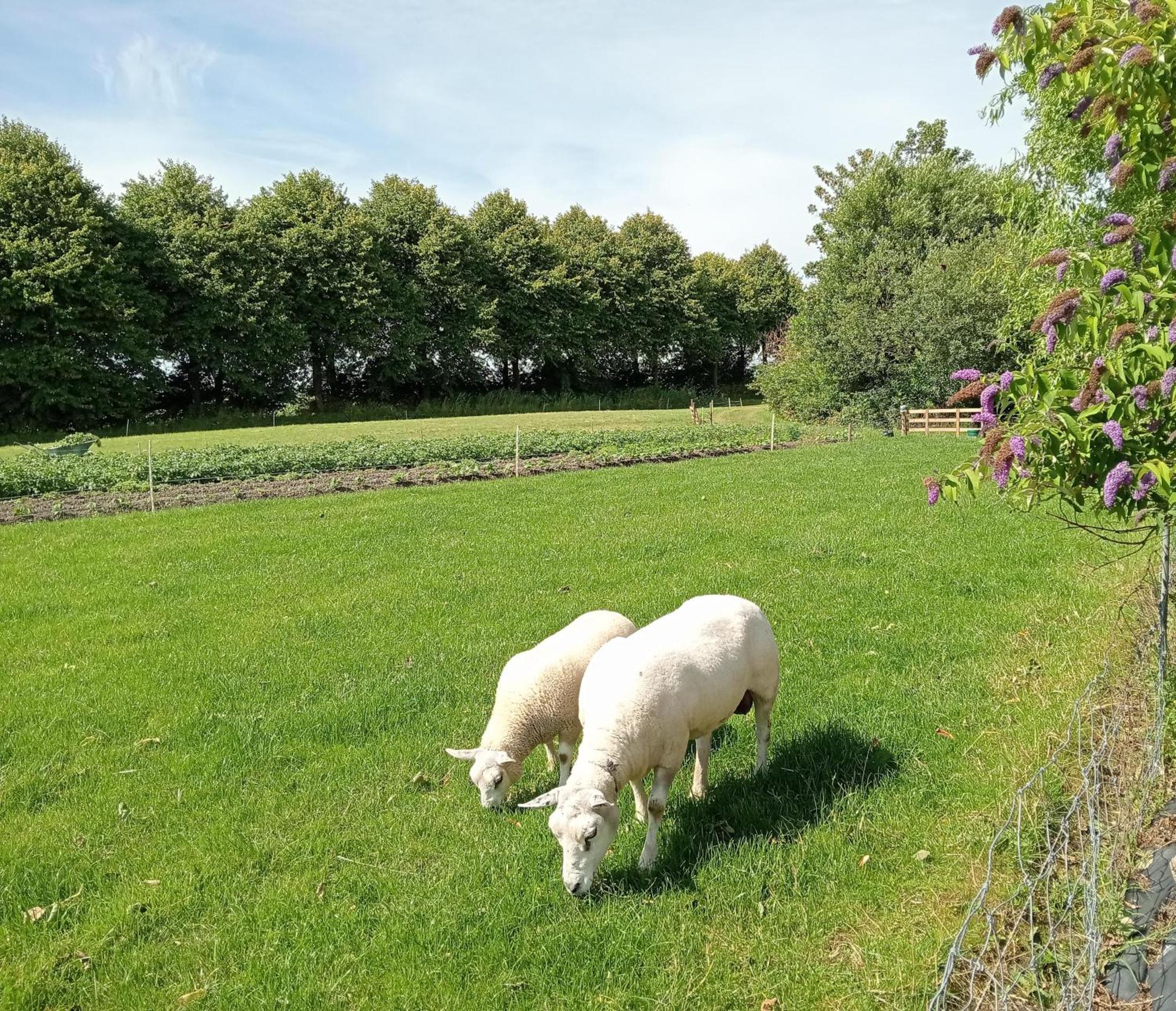 In Het Mooie Friesland Vele Bezienswaardigheden Hantum 외부 사진